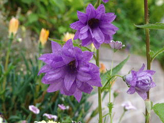 春の花 春に咲く青い花