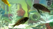 gallone Adding 2 new zebra cichlids.