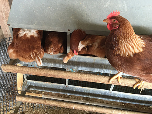 健康な鶏 健康な卵 平飼いの卵 つまんでご卵 福岡県糸島市 有限会社 緑の農園