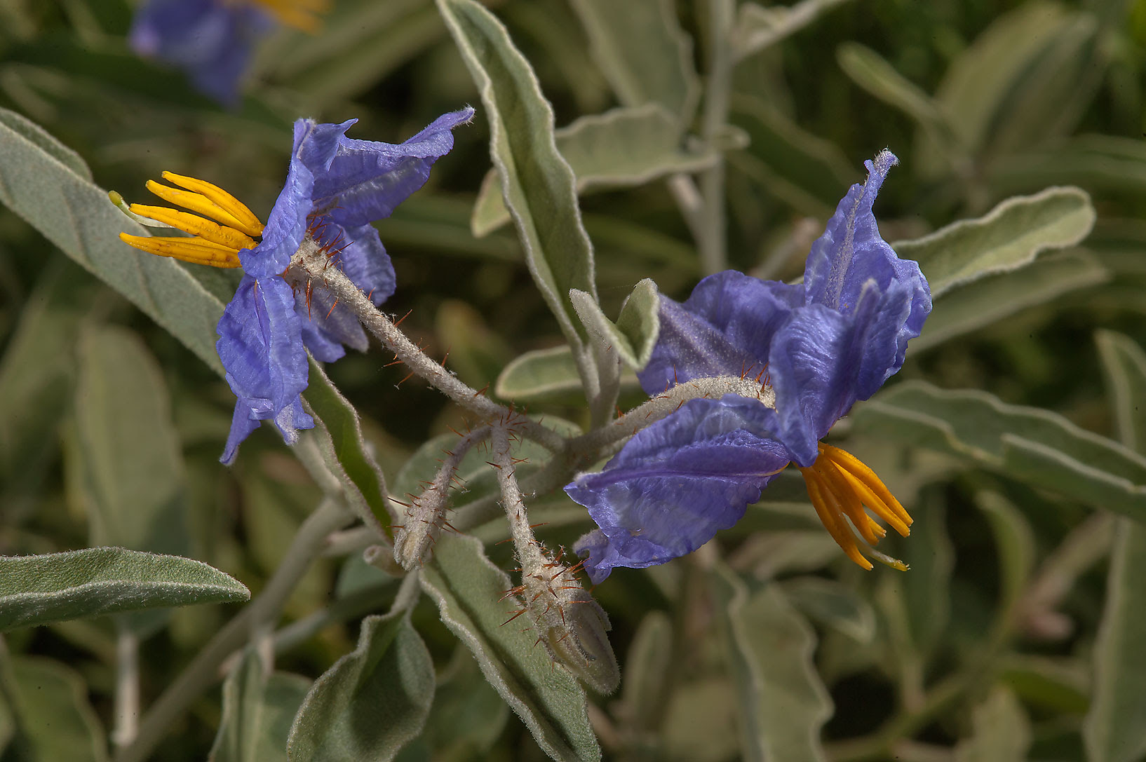 Αποτέλεσμα εικόνας για Solanum elaeagnifolium,