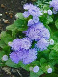 青色 紫色の花 1
