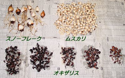 むらさんのたいくつな日々 球根を掘り上げた