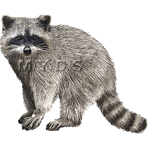 アライグマのイラスト 条件付フリー素材集