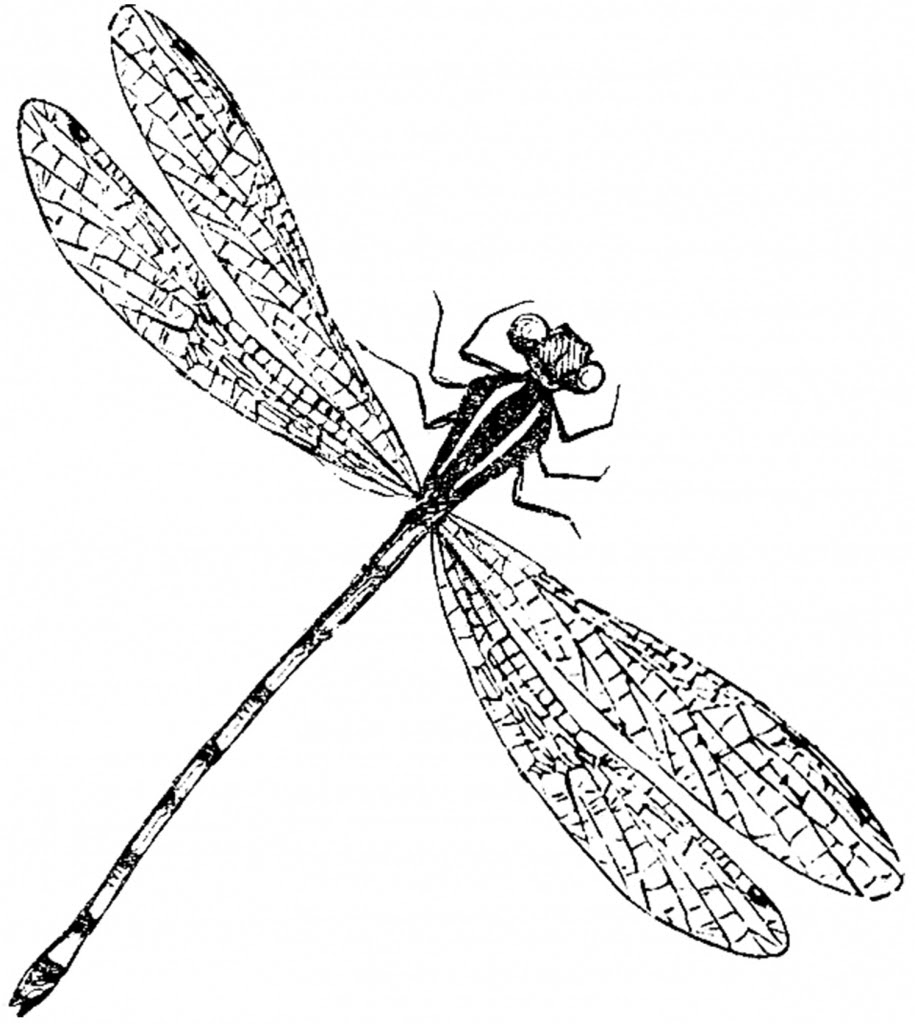 Dragonfly Outline Drawing at GetDrawings | Free download