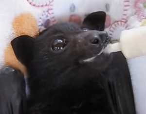 バナナスムージーを美味しそうに飲むコウモリの赤ちゃんがカワイイ コモンポストムービー