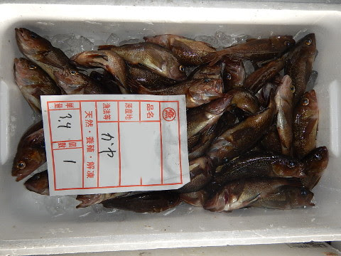 青森魚類 株式会社