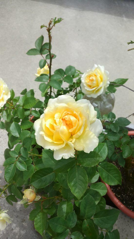 インフィニティローズの育て方 はじめてのバラ栽培におすすめのミニバラ