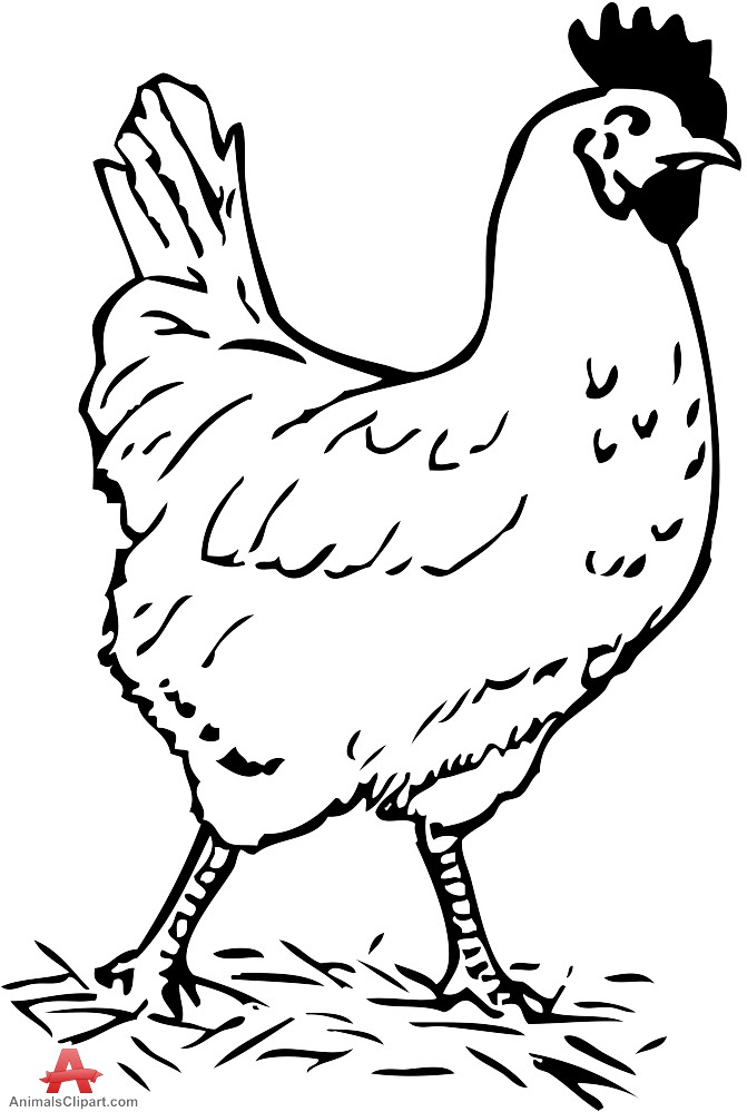 Free White Chicken Cliparts, Download Free Clip Art, Free ...