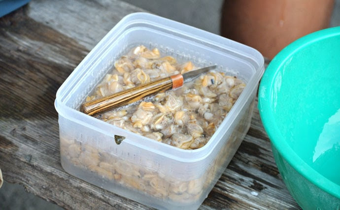 カワハギ釣りのエサはアサリが最適だし 扱い方で釣果も伸びるという話 Tsurinews