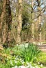 Woodland Walk