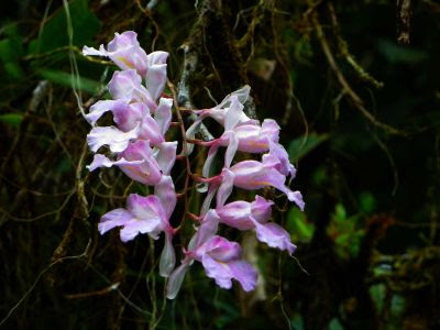Plantas del Amazonas:Orquídea amarilla tropical