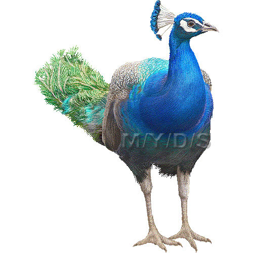 印度孔雀 インド クジャクのイラスト 条件付フリー素材集