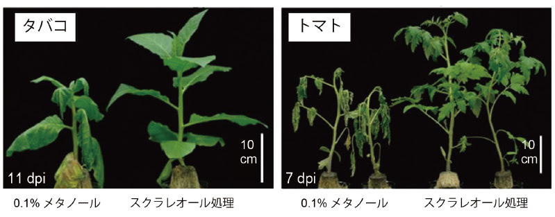作物の重要病害である青枯病を抑える天然物質の同定 平成24年度の主な研究成果