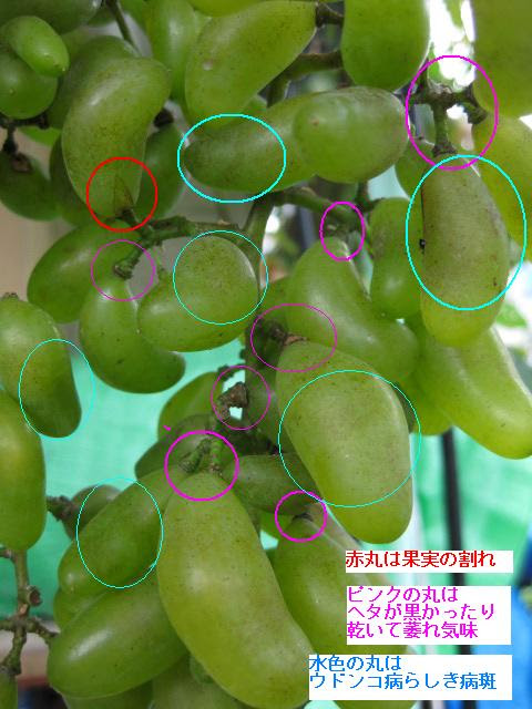我家のブドウ ゴールドフィンガー の栽培のまとめ 冒険菜園の 別館 公開備忘録 愛知県西部