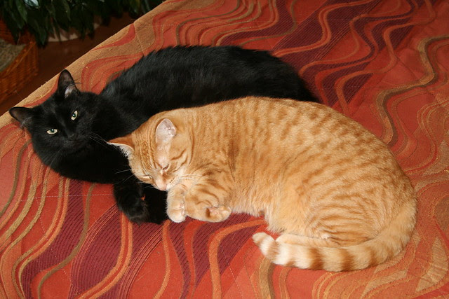 Cuddling