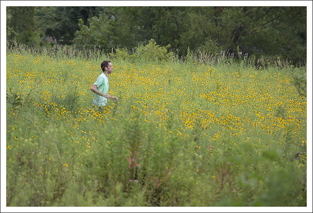 Path Through The Daiseys 2