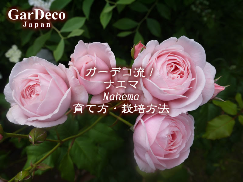 ガーデコ流 のバラ ナエマ Nahema の育て方 栽培方法 Gardeco Japan