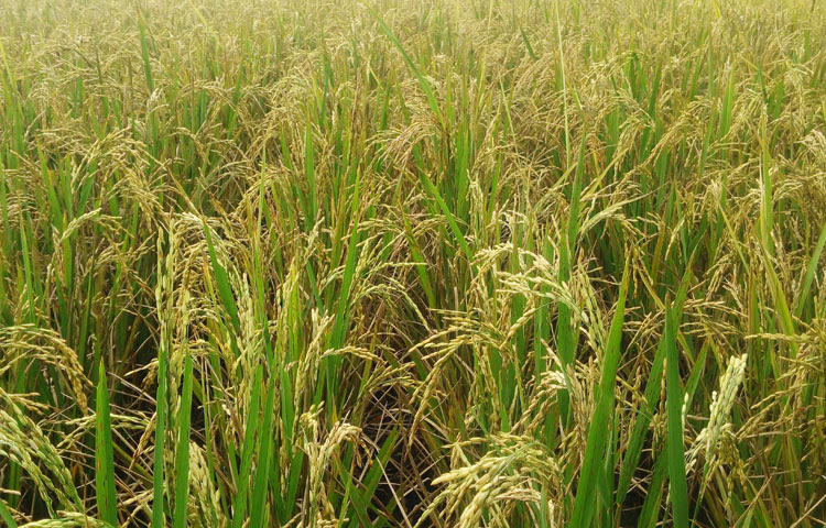 Penderita diabetes mellitus alias penyakit kencing manis perlu menjaga referensi makan Konsumsi Beras Rendah Indeks Glikemik