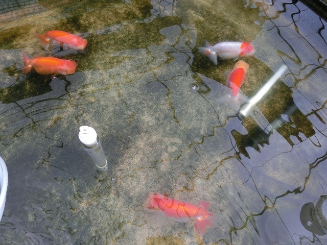 らんちゅう飼育日記 智教らんちう