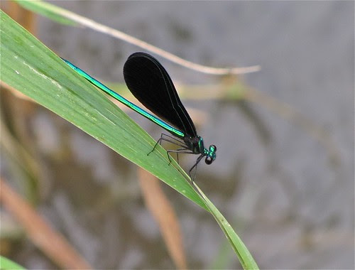 Ebony Jewelwing 04 at Salem Ranch