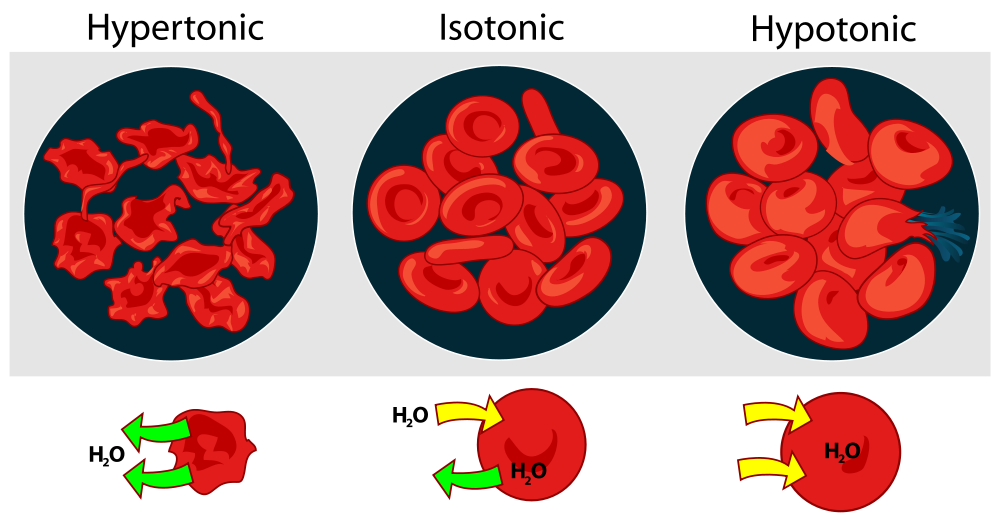 Diffusion and Osmosis - Difference and Comparison | Diffen