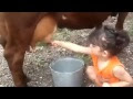 Little Baby Girl Is Milking Cow...! - Sweet Girl