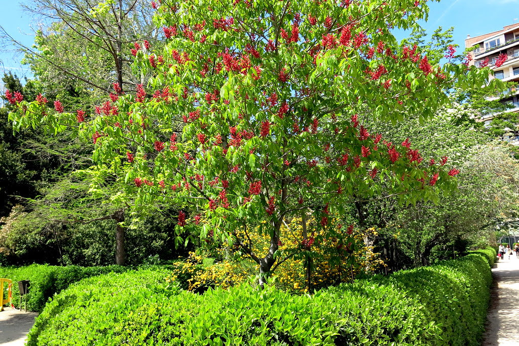 Aesculus pavia 'Atrosanguinea'