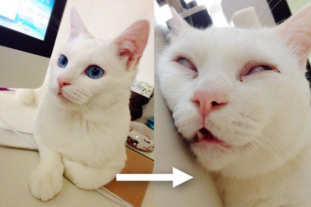 The Cat with the "Ugliest Sleeping Face in Japan"