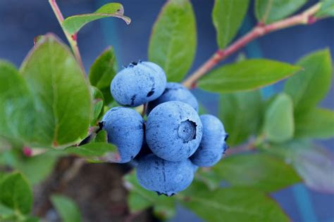 Lockridge is an avid reader who. Planting, Caring for and Harvesting Blueberry Bushes