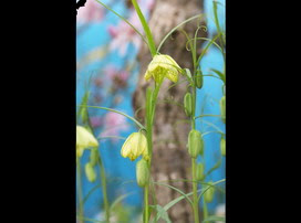 バイモの花言葉 バイモの花言葉と名前の由来