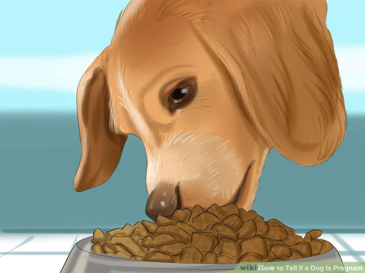 Tell if a Dog Is Pregnant Step 10 Version 2.jpg