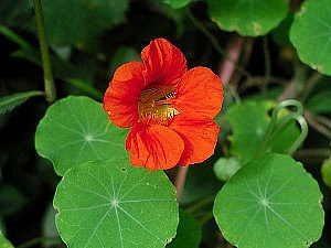 ナスタチウムの花言葉 花言葉事典