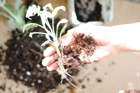 Easy Kokedama Kokedama, plant, tutorial, easy, steps, diy