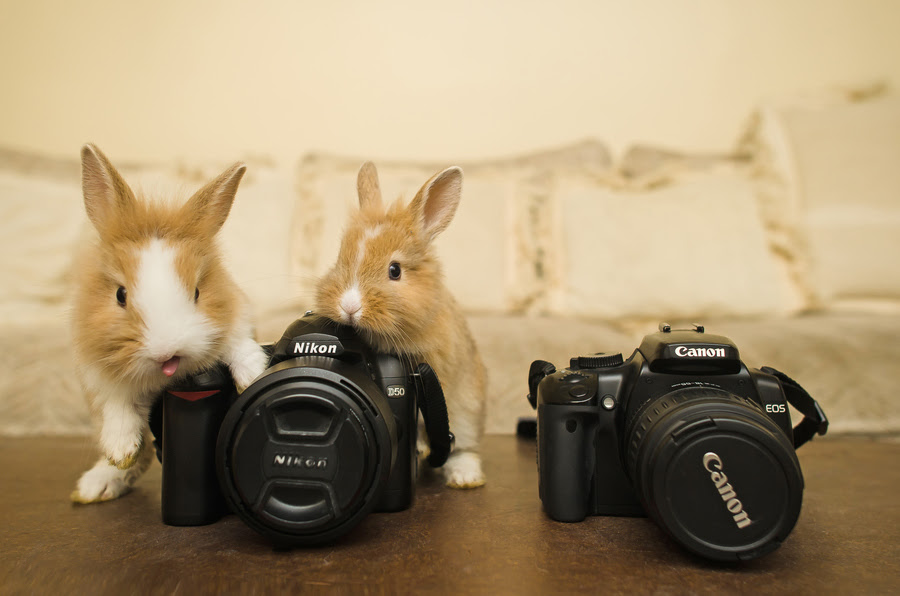 500px favs, rg443