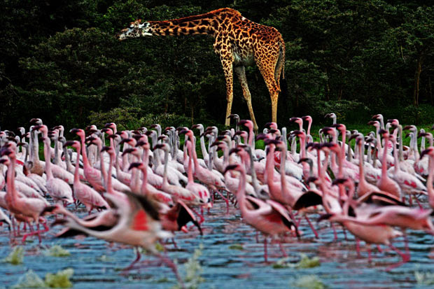 flamingos (Foto: Carl de Souza/AFP)