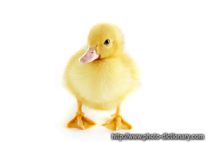 Motherhood By Moonlight: Make Way For Ducklings