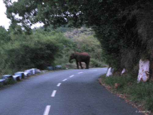 Wild Elephant