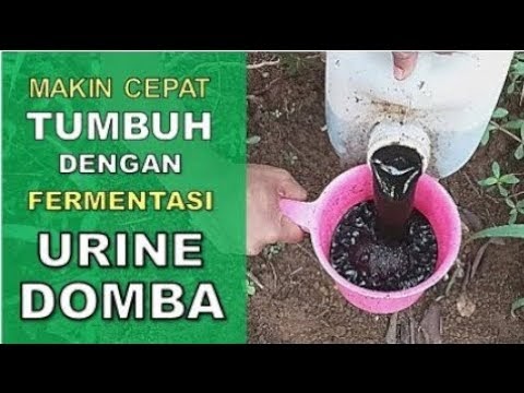 Baru Cara Membuat Poc Pupuk Organik Cair Dari Fermentasi Urine Kotoran Kencing Kambing Domba Sapi, 