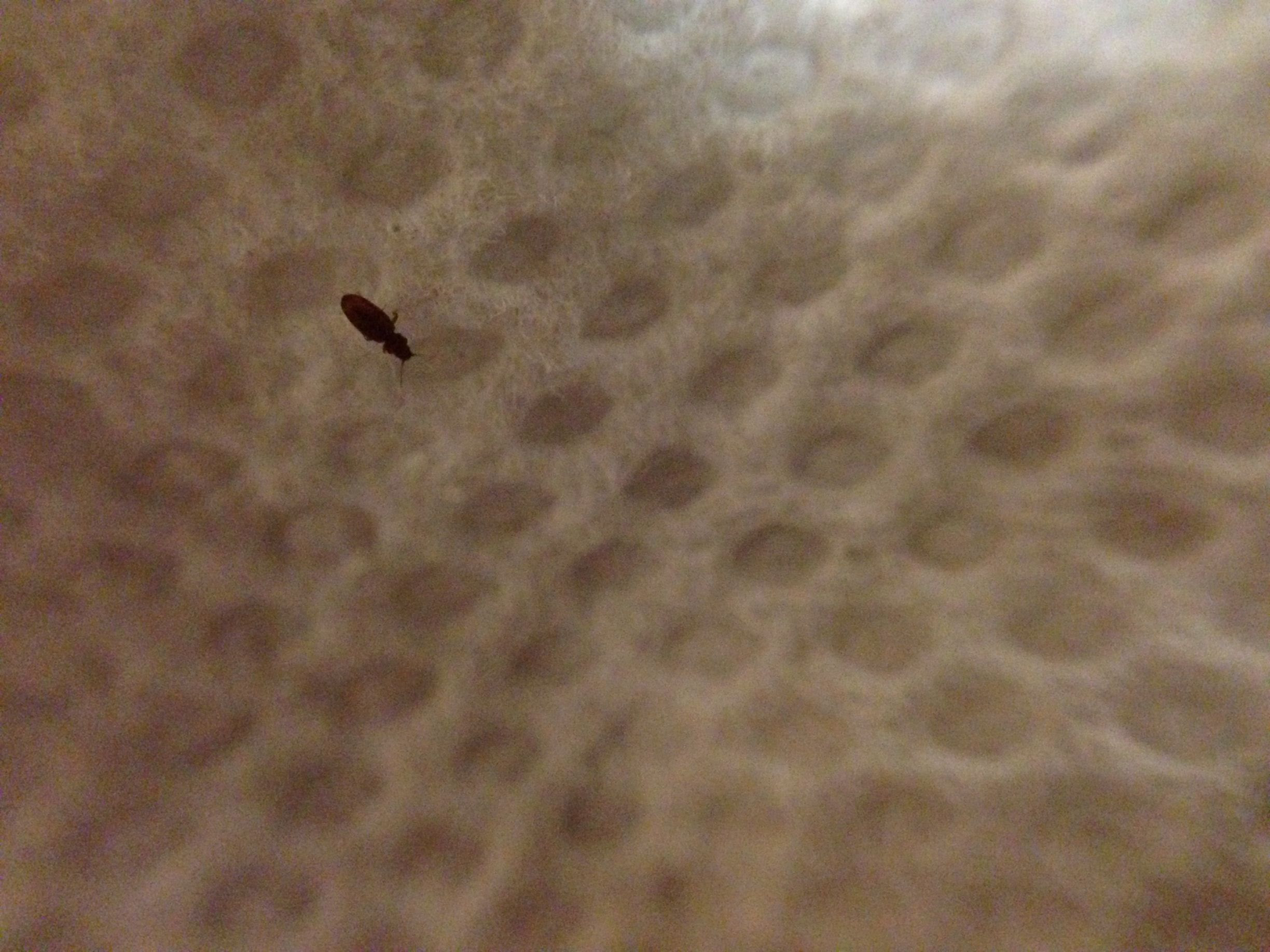 ... bed bug, probably brown scavenger beetle] Â« Got Bed Bugs? Bedbugger