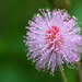 Wild flower macro...