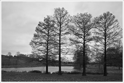 Forest Park 2010-12-04 2
