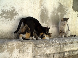 Alley Cats in Heat - feral feline sex in Tel Aviv
