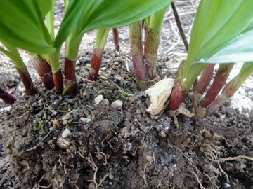 行者ニンニクを株分けしてもらいました 小梅太郎の そこそこ家庭菜園