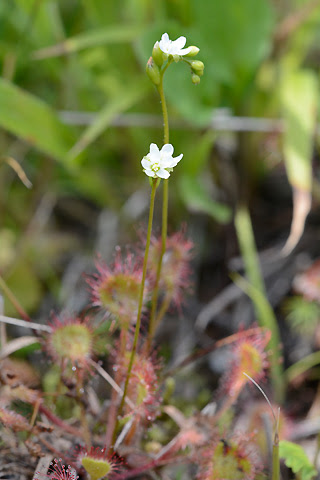 モウセンゴケの花 フィールドノート 信州諏訪自然写真館