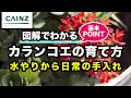 √99以上 カランコエ 育て 方 間延び 737172-カランコエ 育て 方 間延び