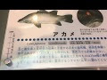 画像をダウンロード アカメ 宮崎 187302-アカメ 宮崎