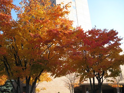 日々の暮らしの中で 帯広駅前の紅葉がきれいでした