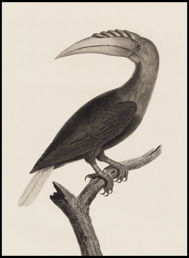 Calao de l'Ile de Waigiou