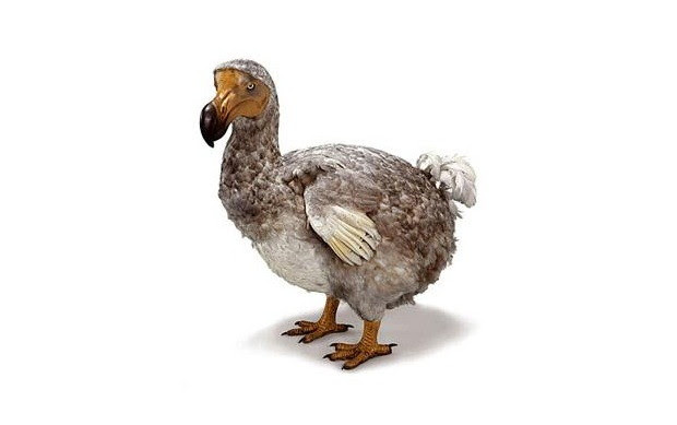 La extinción de una especie: los dodos