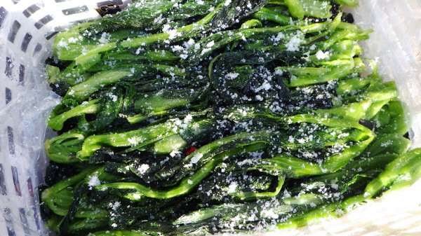 高菜を漬けてみた 採れたてタカナの漬け方できた 田舎に暮らすぞ計画